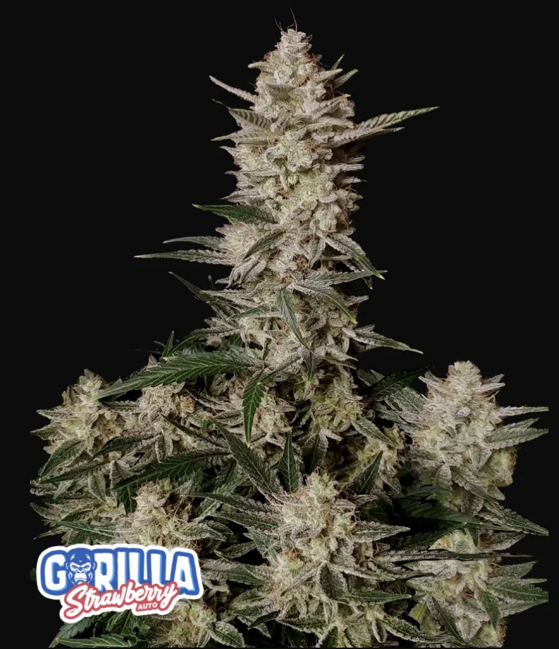 Strawberry Gorilla Auto | Fast Buds | FEM Autoflower Seeds