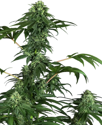 SENSI SEEDS – 420 PUNCH STRAIN – FEM PHOTO