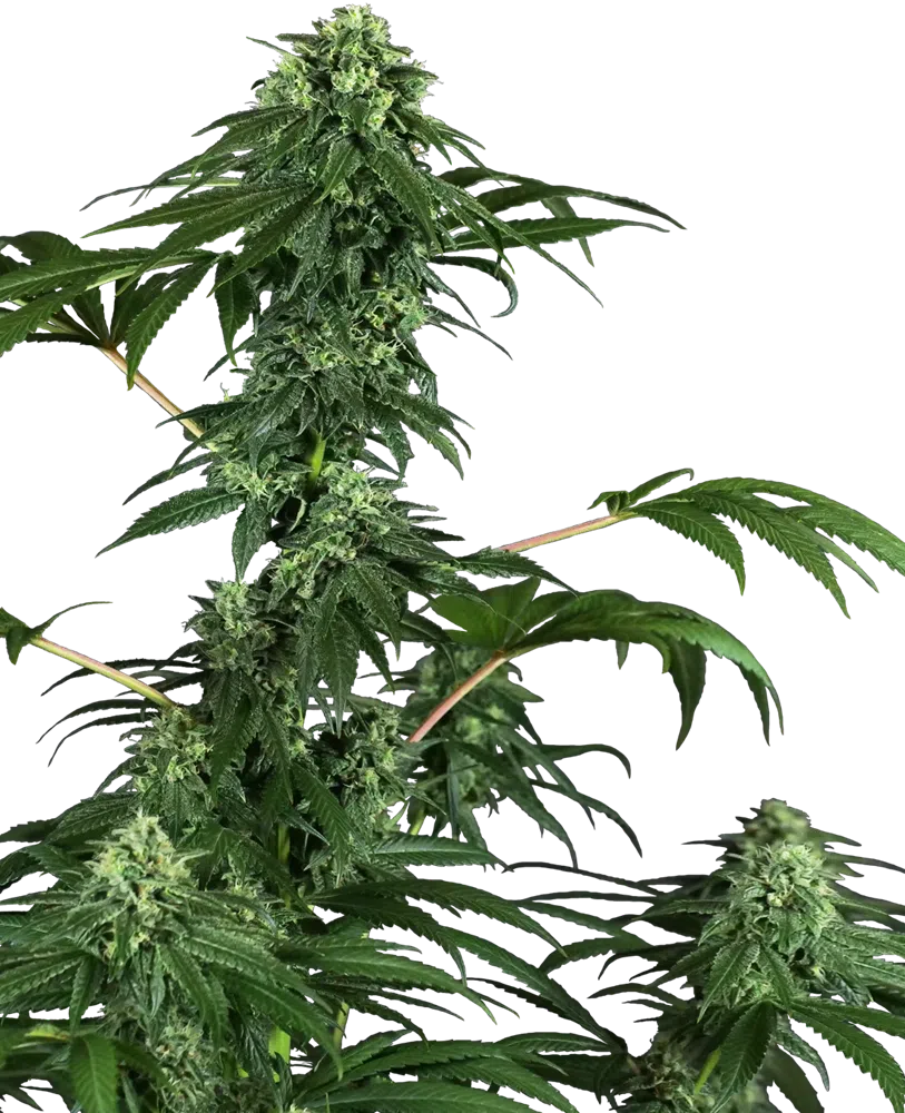 SENSI SEEDS – 420 PUNCH STRAIN – FEM PHOTO
