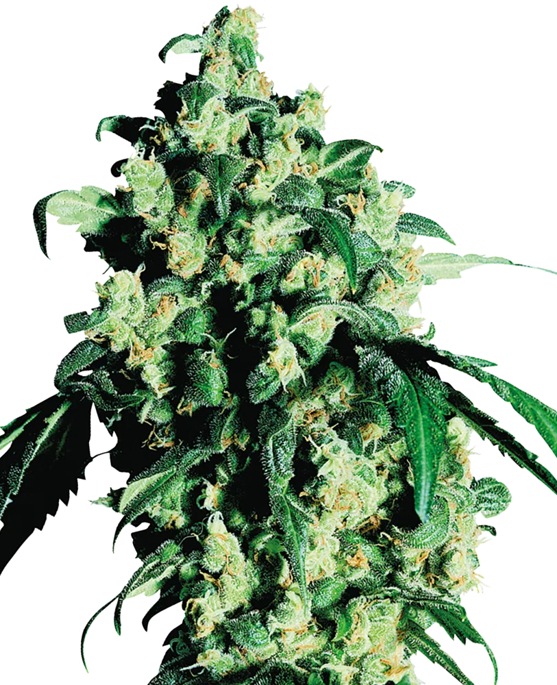 SENSI SEEDS - SUPER SKUNK STRAIN - REG PHOTO - 10 PACK