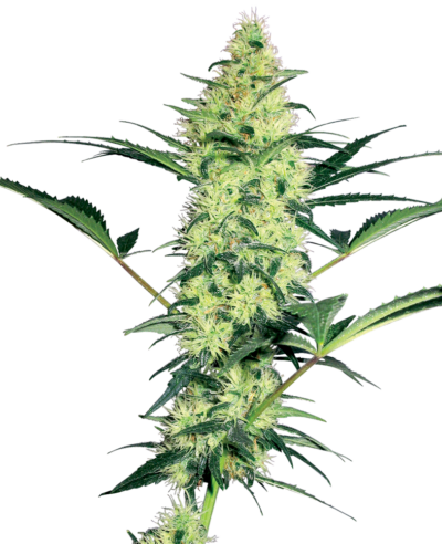 SENSI SEEDS WHITE LABEL - WHITE DIESEL STRAIN - FEM PHOTO