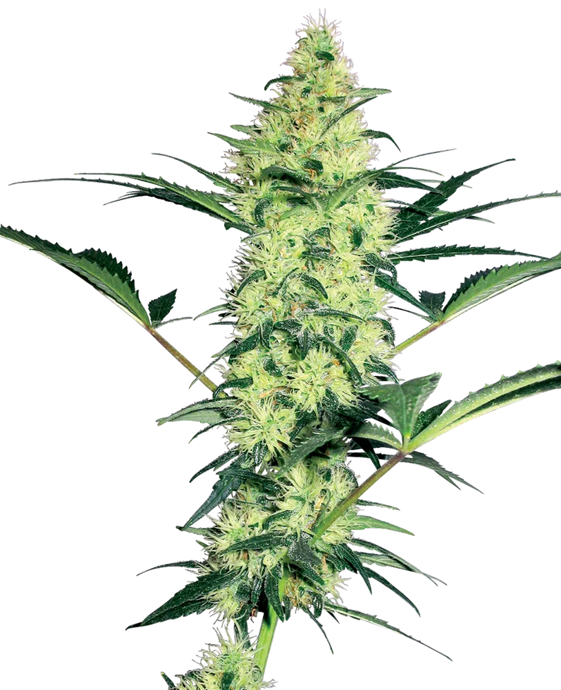 SENSI SEEDS WHITE LABEL - WHITE DIESEL STRAIN - FEM PHOTO
