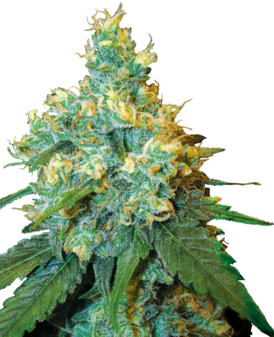 SENSI SEEDS - JACK HERER STRAIN - FEM PHOTO