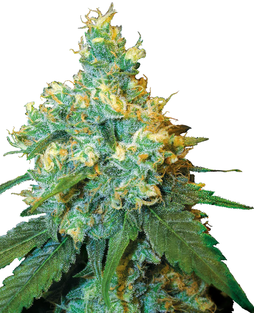 SENSI SEEDS - JACK HERER STRAIN - FEM PHOTO