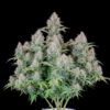 FAST BUDS - ORIGINAL CINDERELLA STRAIN - AUTO FEM [Retiring] - Image 3