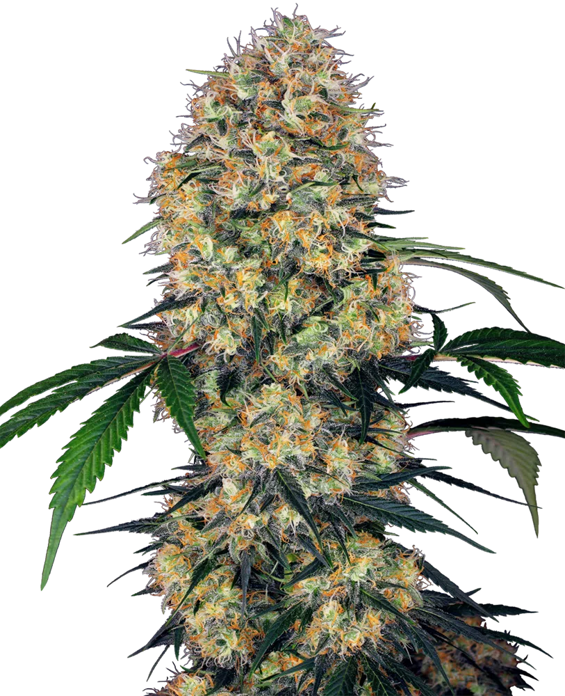 SENSI SEEDS - SENSI AMNESIA XXL AUTOMATIC STRAIN - AUTO FEM