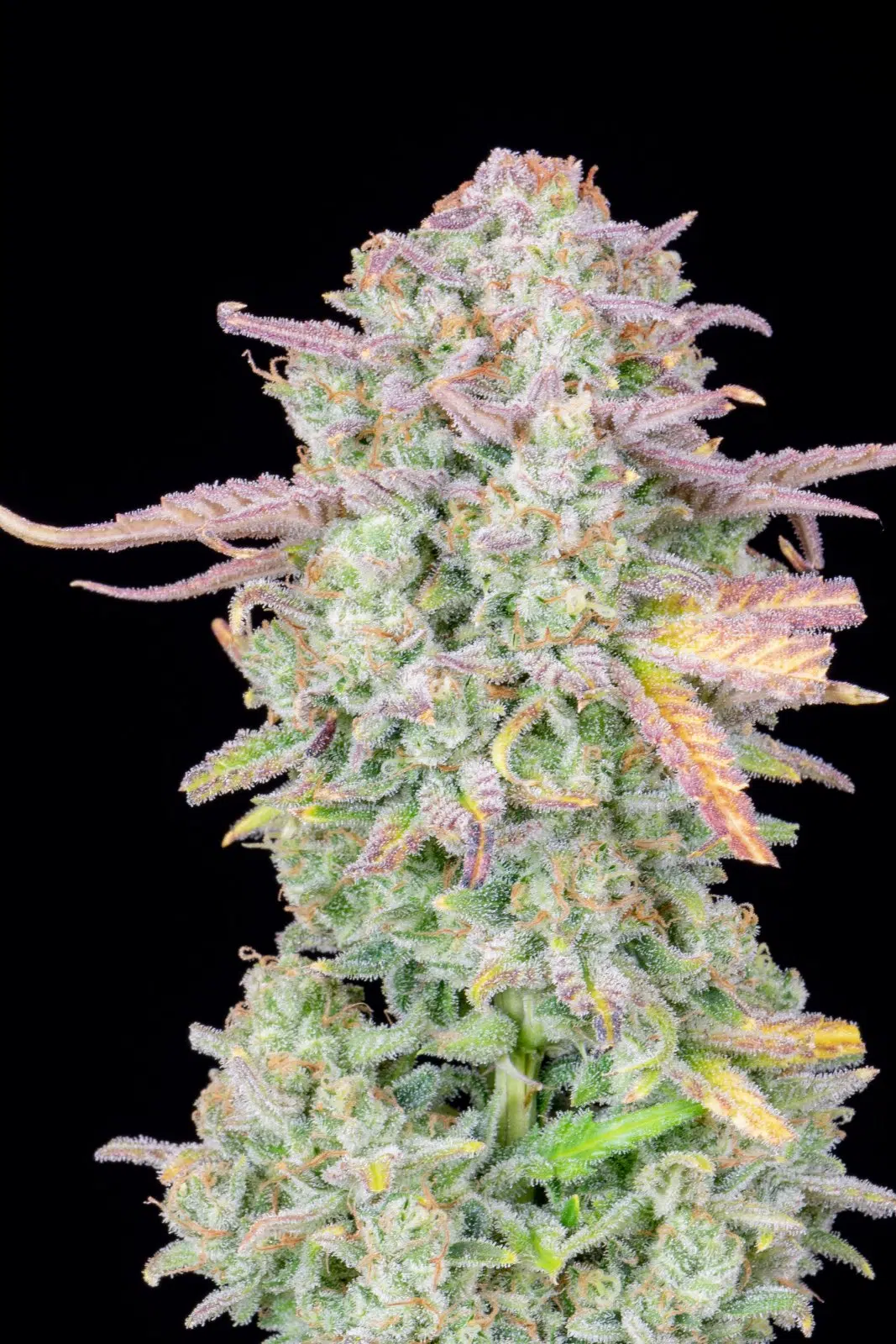 Original Trainwreck Auto | Fast Buds | FEM Autoflower Seeds
