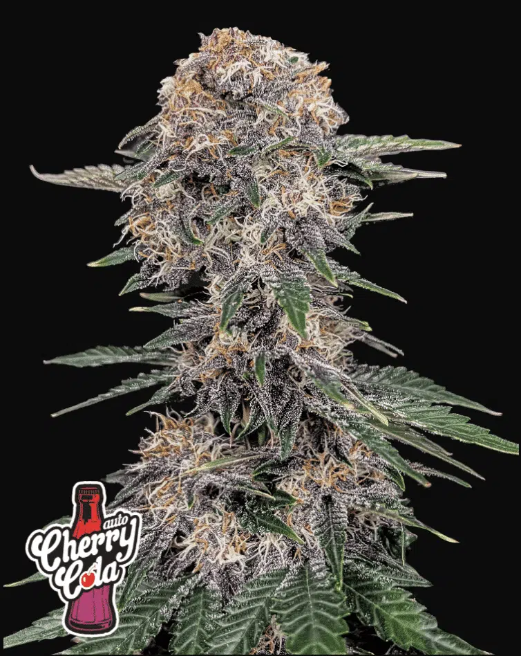 Cherry Cola Auto | Fast Buds | FEM Autoflower Seeds