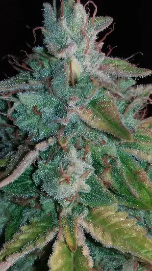 Twisted Menagerie Auto | Twisted Tree | FEM Autoflower Seeds