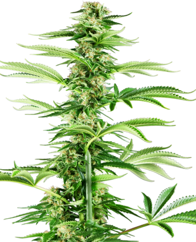 SENSI SEEDS – HONEY MELON HAZE STRAIN – FEM PHOTO