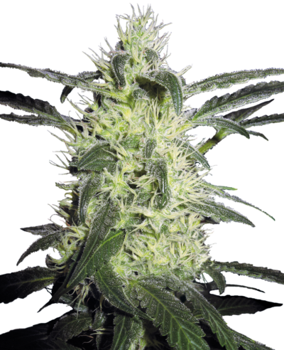 SENSI SEEDS - SILVER HAZE STRAIN - REG PHOTO - 10 PACK