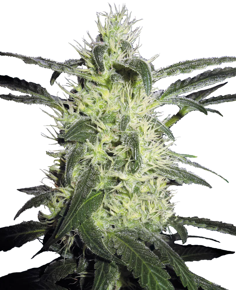 SENSI SEEDS - SILVER HAZE STRAIN - REG PHOTO - 10 PACK