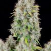 FAST BUDS - ORIGINAL CINDERELLA STRAIN - AUTO FEM [Retiring] - Image 4