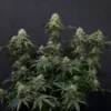 FAST BUDS - TROPICANA COOKIES FF STRAIN - FEM PHOTO - Image 5