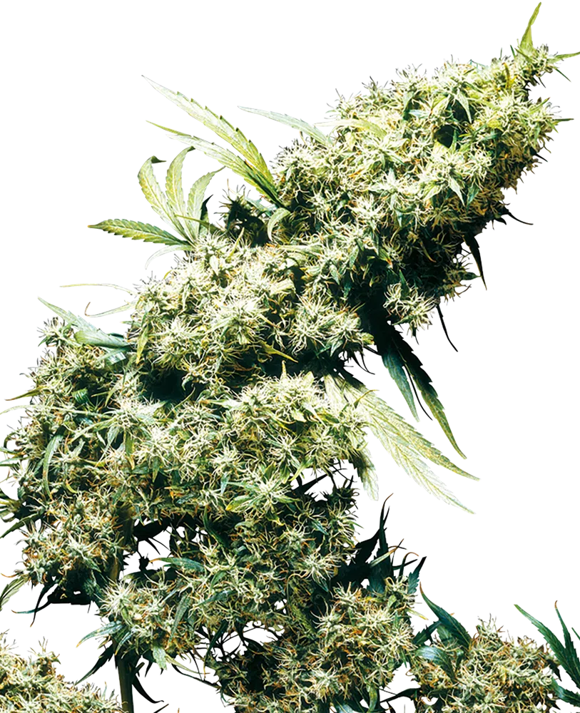 SENSI SEEDS - JAMAICAN PEARL STRAIN - FEM PHOTO
