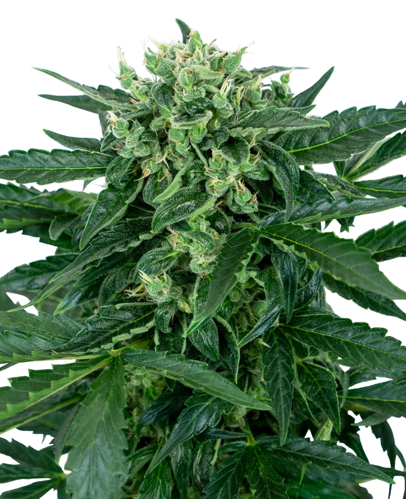 SENSI SEEDS - SENSI AMNESIA STRAIN - AUTO FEM