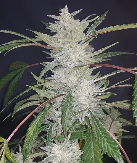 Crinkle Cut Auto | Twisted Tree | FEM Autoflower Seeds