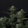 FAST BUDS - GG4 SHERBET FF STRAIN - FEM PHOTO - Image 4