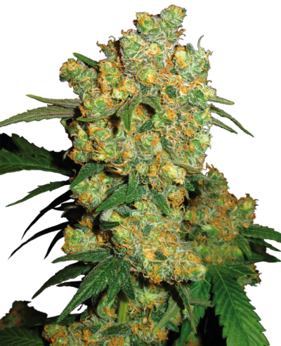 SENSI SEEDS - BIG BUD STRAIN - FEM PHOTO