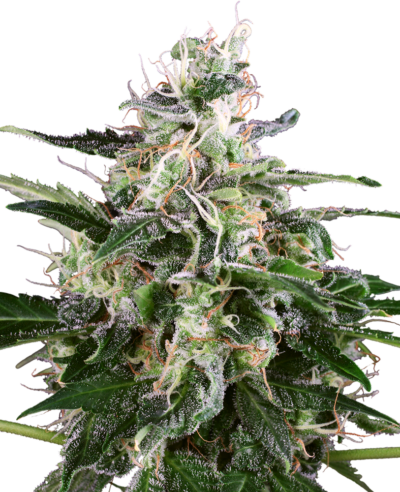 SENSI SEEDS – WHITE SHARK AUTOMATIC STRAIN – AUTO FEM