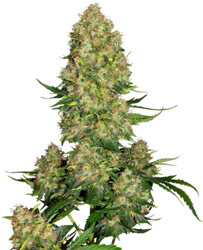 SENSI SEEDS WHITE LABEL – SKUNK #1 AUTOMATIC STRAIN – AUTO FEM