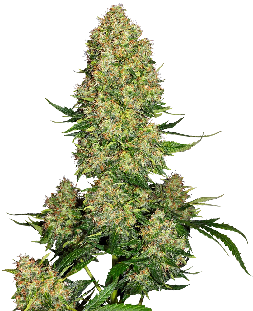 SENSI SEEDS WHITE LABEL – SKUNK #1 AUTOMATIC STRAIN – AUTO FEM