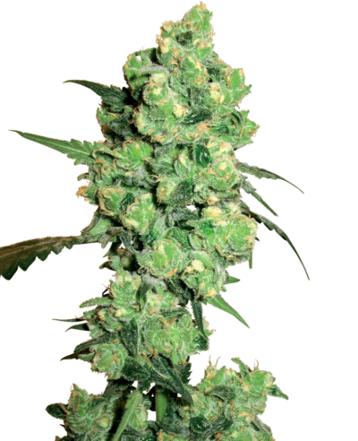 SENSI SEEDS WHITE LABEL - WHITE ICE STRAIN - REG PHOTO - 10 PACK