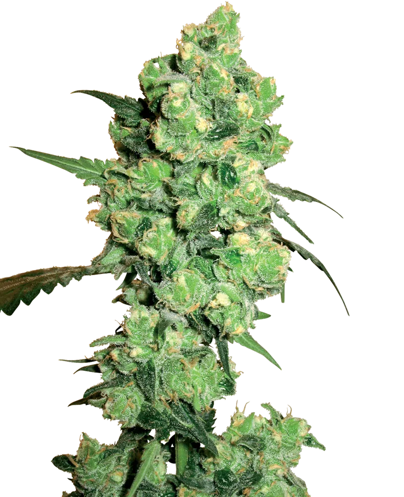 SENSI SEEDS WHITE LABEL - WHITE ICE STRAIN - REG PHOTO - 10 PACK