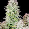 FAST BUDS - ORIGINAL AFGHAN KUSH STRAIN - AUTO FEM - Image 3