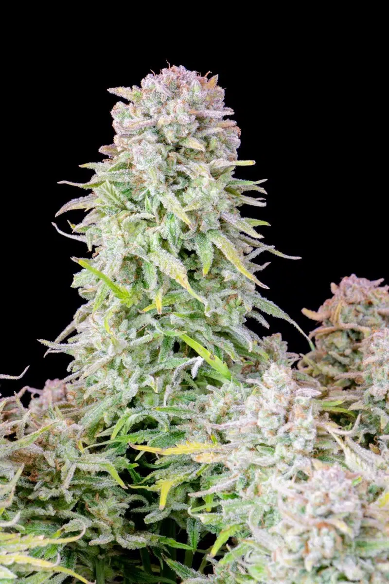 Original Afghan Kush Auto