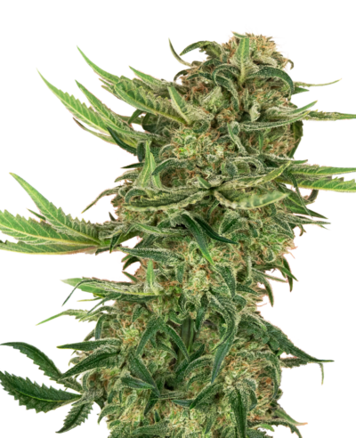 SENSI SEEDS - N13 KUSH STRAIN - FEM PHOTO