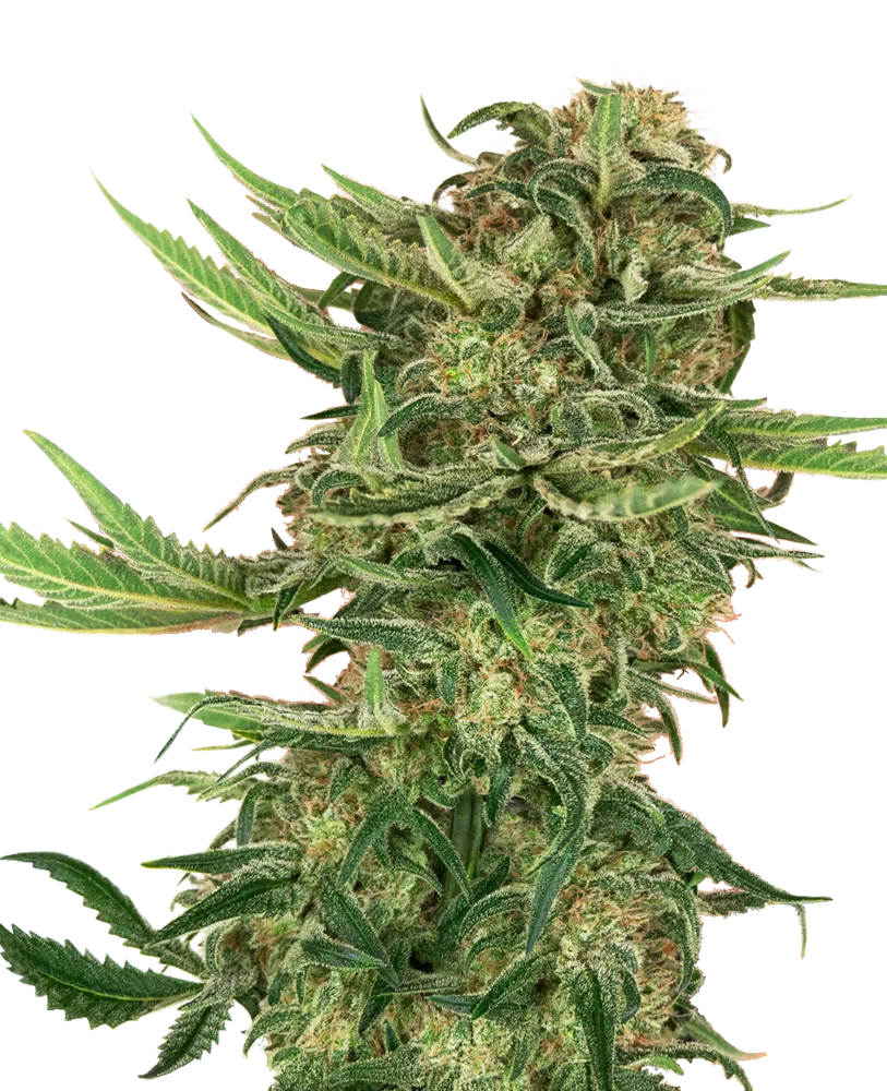 SENSI SEEDS - N13 KUSH STRAIN - FEM PHOTO