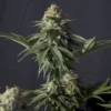 9f8225 Mv2