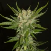 Khalifa Genetics – Aladdin's Skunk Strain – Fem Photo – 6 Pack - Image 4