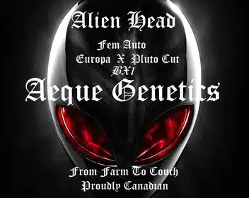 Alien Head Auto | Aeque Genetics | FEM Autoflower Seeds