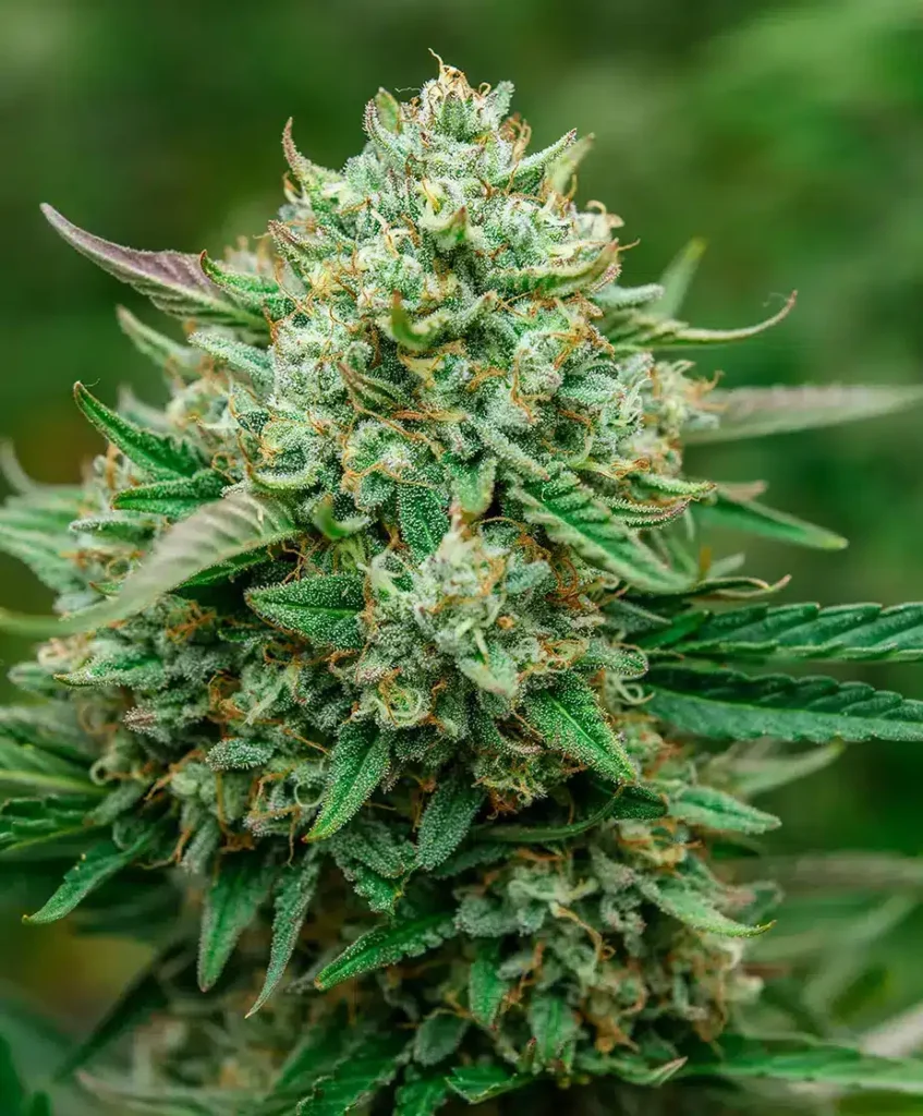 Froot By The Foot Auto | Atlas Seeds | FEM Autoflower Seeds