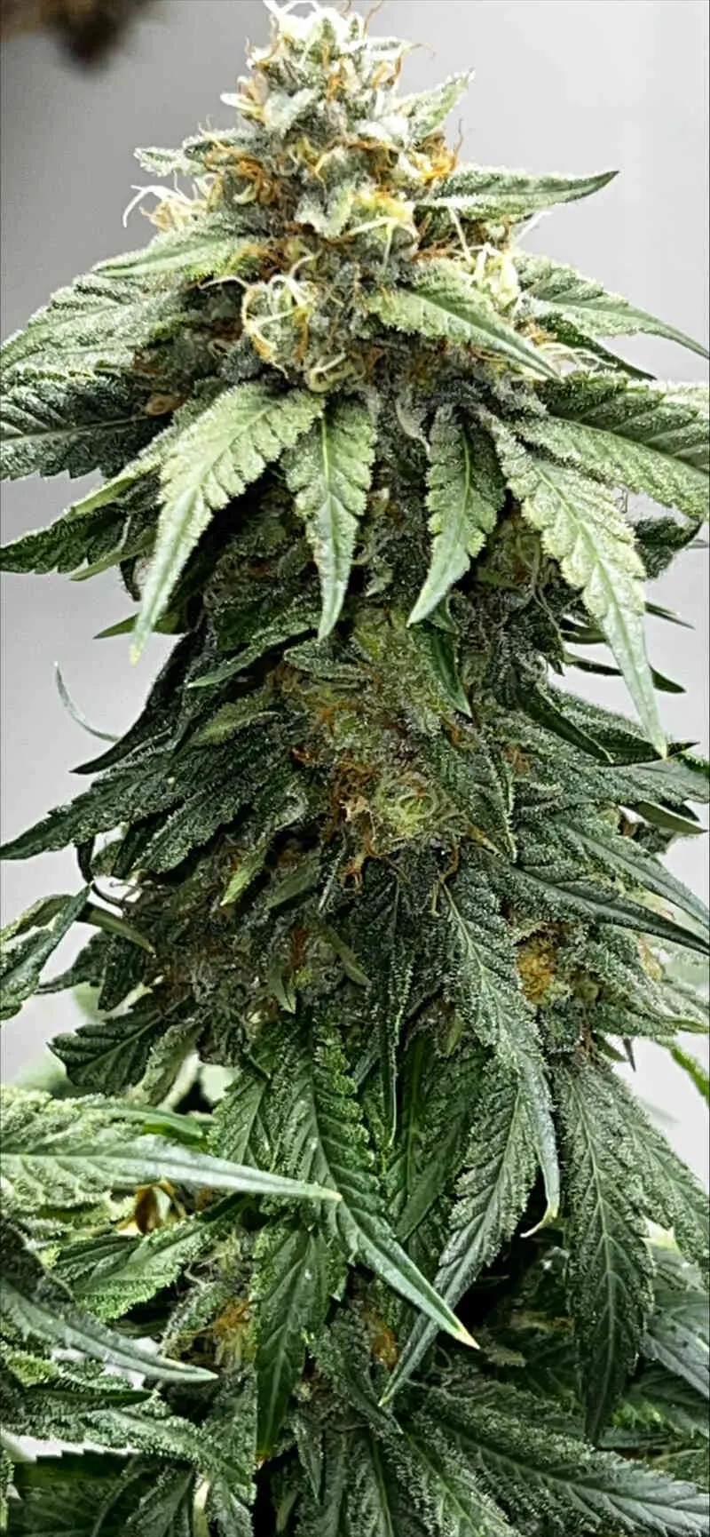 Mosca Seeds � Baja Blast S1 Strain � Fem Photo � 6 Pack