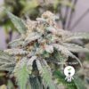 KC Genetics – Bright Flight Strain – Fem Auto – 3 Pack - Image 3