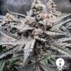 KC Genetics – Bruised Banner Strain – Fem Auto – 3 Pack - Image 2
