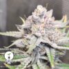 KC Genetics – Bruised Banner Strain – Fem Auto – 3 Pack - Image 3