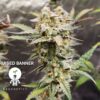 KC Genetics – Bruised Banner Strain – Fem Auto – 3 Pack - Image 4