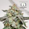 KC Genetics – Bruised Banner Strain – Fem Auto – 3 Pack - Image 5