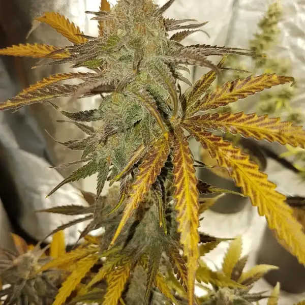 Banana Runtz Auto | Butter Bean Birdseed | FEM Autoflower Seeds