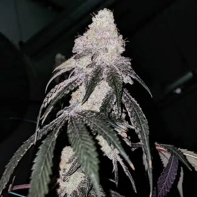 Battle Axe R1 | Ethos Genetics | FEM Photoperiod Seeds