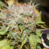 Purple Caper Seeds – Birthday Cake Strain – Fem Photo 5 Pack - Image 2