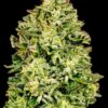 Multiverse Genetics - Black Hole Breath Strain - Fem Photo - Image 7