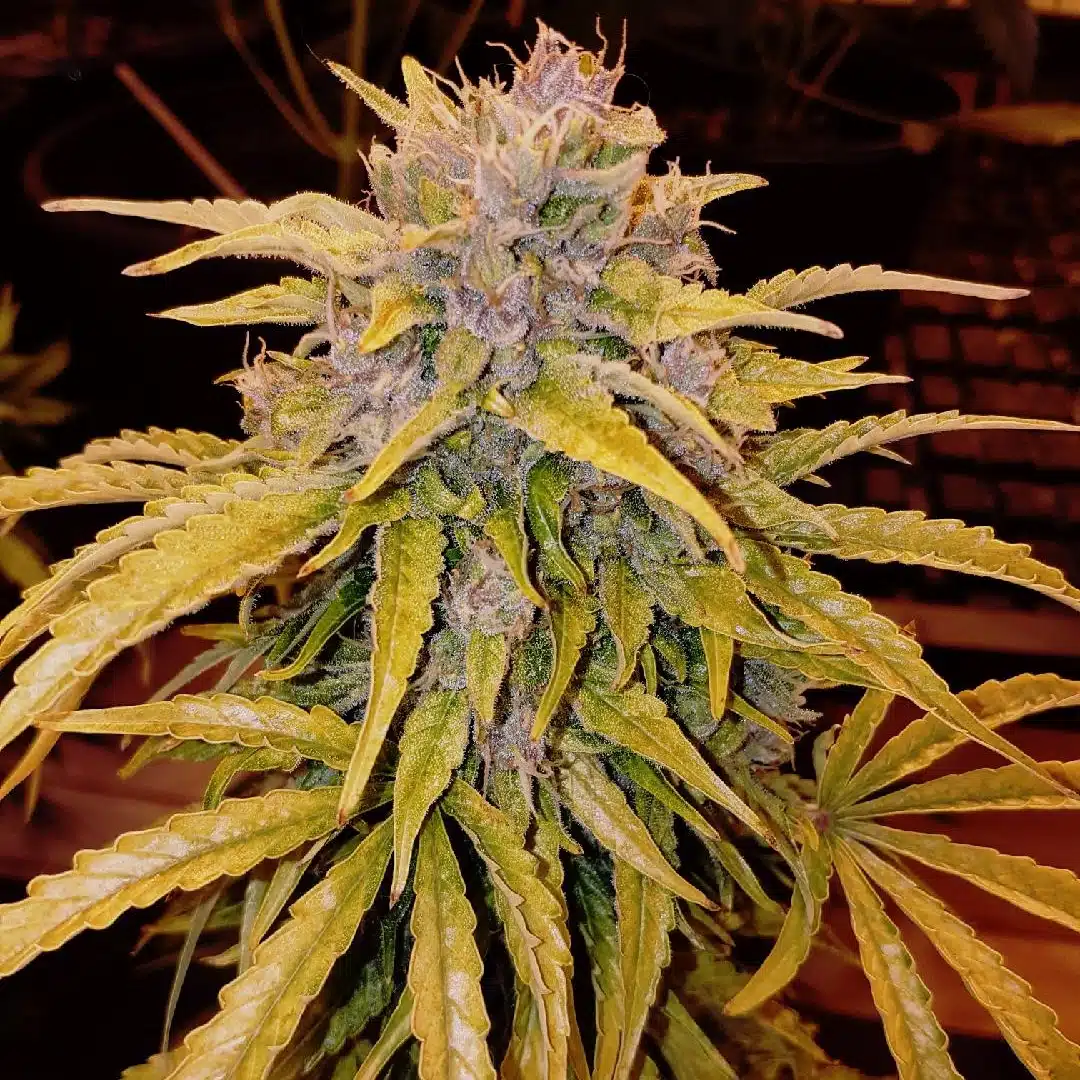 Bubba Banana Kush Auto | Butter Bean Birdseed | FEM Autoflower Seeds