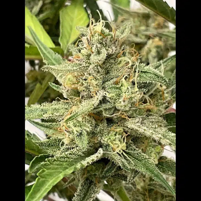 Twenty20 Mendocino – Bubble Tricks Strain – Auto Fem