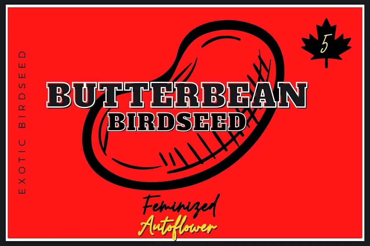 Mixed Auto Fems Strains Auto | Butter Bean Birdseed | FEM Autoflower Seeds