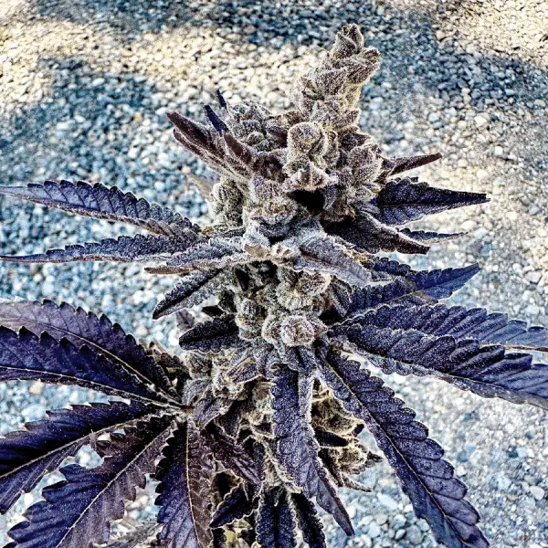 Exotic Genetix – Cosmopolis Strain – Fem Photo – 6 Pack